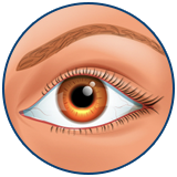 Fox eyes Turchia